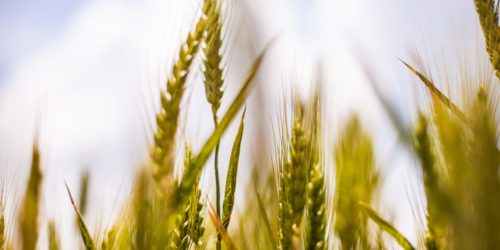 Conèixer per transformar XIV: Explotació laboral en agricultura
